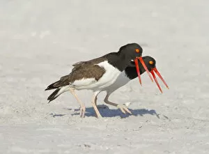 Images Dated 13th March 2012: American oystercatchers (Haematopus palliatus) courting pair performing Piping Display