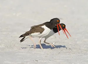 American oystercatchers (Haematopus palliatus) courting pair performing 'Piping Display' American oystercatchers (Haematopus palliatus) courting pair performing 'Piping Display'
