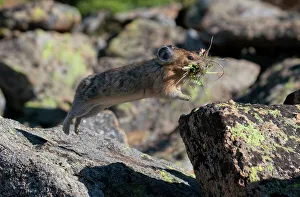 American Pika (Ochotona princeps) leaping from one alpine rock to another as it heads American Pika (Ochotona princeps) leaping from one alpine rock to another as it heads