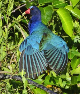 American Purple Gallinule (Porphyrio martinica) displaying brightly coloured wings American Purple Gallinule (Porphyrio martinica) displaying brightly coloured wings