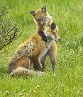American Red Fox (Vulpes vulpes) cubs playing with its mother. Grand Teton National Park American Red Fox (Vulpes vulpes) cubs playing with its mother. Grand Teton National Park