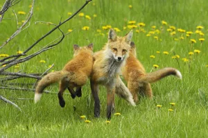 American Red fox (Vulpes vulpes fulva) baby leaping on its disinterested mother American Red fox (Vulpes vulpes fulva) baby leaping on its disinterested mother