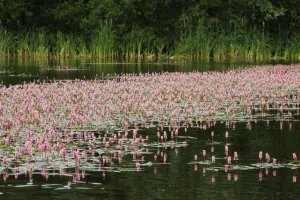 Amphibious bistort (Polygonum amphibium) in flower on lake, Westhay SWT reserve, Somerset Levels Amphibious bistort (Polygonum amphibium) in flower on lake, Westhay SWT reserve, Somerset Levels