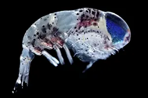Atlantic Ocean Invertebrates Prints: Amphipod (Hyperiidea) portrait