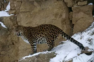Images Dated 22nd December 2006: Amur leopard {Panthera pardus orientalis} captive