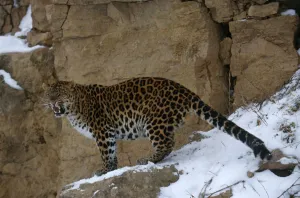Amur leopard {Panthera pardus orientalis} captive Amur leopard {Panthera pardus orientalis} captive