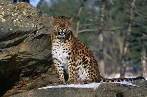 Images Dated 18th December 2006: Amur leopard {Panthera pardus orientalis} captive
