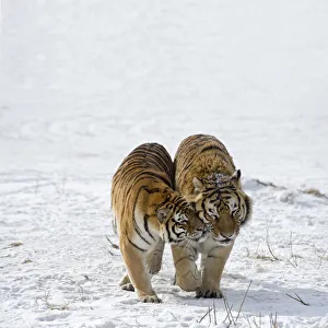 Amur/ Siberian tigers (Panthera tigris altaica) pair nuzzling each other in snow Amur/ Siberian tigers (Panthera tigris altaica) pair nuzzling each other in snow