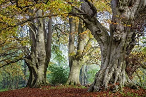 Autumn Collection: Ancient Beech trees (Fagus sylvatica), Lineover Wood, Gloucestershire UK