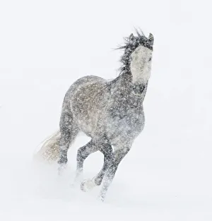 Andalusian mare running in snow storm, Colorado, USA Andalusian mare running in snow storm, Colorado, USA