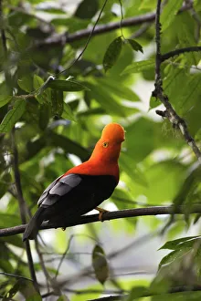Andean Cock of the rock (Rupicola peruviana) male during courtship, Andean Mountains Andean Cock of the rock (Rupicola peruviana) male during courtship, Andean Mountains