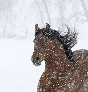 Andulasian bay stallion running in snow storm, Longmont, Colorado, USA Andulasian bay stallion running in snow storm, Longmont, Colorado, USA