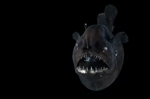 Angler fish (Melanocetus murrayi) Mid-Atlantic Ridge, North Atlantic Ocean Angler fish (Melanocetus murrayi) Mid-Atlantic Ridge, North Atlantic Ocean