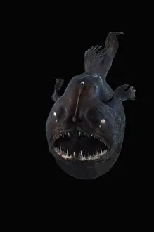 Angler fish (Melanocetus murrayi) Mid-Atlantic Ridge, North Atlantic Ocean Angler fish (Melanocetus murrayi) Mid-Atlantic Ridge, North Atlantic Ocean