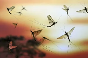 Anglers / Green Drake Mayfly (Ephemera danica) males flying at sunset. digital composite Anglers / Green Drake Mayfly (Ephemera danica) males flying at sunset. digital composite