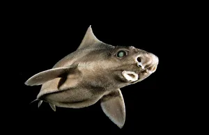 Angular roughshark (Oxynotus centrina) a deepsea species living at 80-300m depth Angular roughshark (Oxynotus centrina) a deepsea species living at 80-300m depth