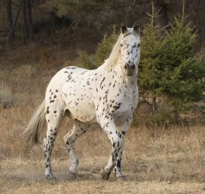 Appaloosa horse in ranch, Martinsdale, Montana, USA Appaloosa horse in ranch, Martinsdale, Montana, USA