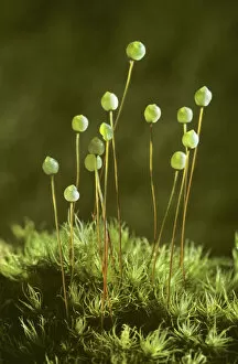 Images Dated 30th July 2007: Apple moss (Bartrimia pomiformis) with spore capsules, Inverness-shire, Scotland, UK