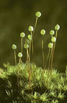 Apple moss (Bartrimia pomiformis) with spore capsules, Inverness-shire, Scotland, UK Apple moss (Bartrimia pomiformis) with spore capsules, Inverness-shire, Scotland, UK
