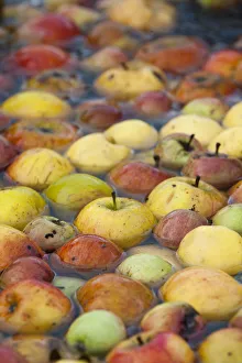 Apples floating in water prior to being juiced, Old Sleningford Community Farm, North Yorkshire Apples floating in water prior to being juiced, Old Sleningford Community Farm, North Yorkshire