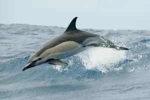 Prints of Common dolphin (Delphinus delphis) jumping, Pico, Azores, Portugal, June 2009 Muridae Prints: Common dolphin print, jumping in the ocean