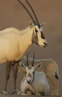 Arabian oryx (Oryx leucoryx) family, Dubai Desert Conservation Reserve, Dubai, UAE Arabian oryx (Oryx leucoryx) family, Dubai Desert Conservation Reserve, Dubai, UAE