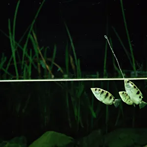 Archerfish jets water at insect to dislodge it from branch {Toxotes chatareus} Archerfish jets water at insect to dislodge it from branch {Toxotes chatareus}