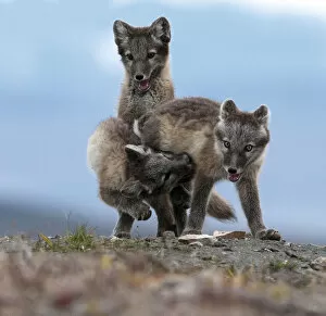 Alopex Lagopus Collection: Arctic fox (Alopex lagopus) juveniles play fighting, Wrangel Island, Far East Russia