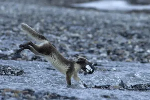 Arctic fox (Alopex lagopus) running carrying prey, Alkehornet, Svalbard, Norway Arctic fox (Alopex lagopus) running carrying prey, Alkehornet, Svalbard, Norway
