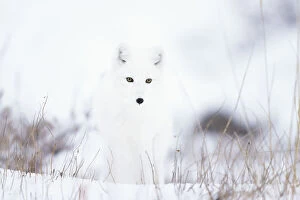 Alopex Lagopus Collection: Arctic fox (Alopex lagopus) in snow, Churchill, Canada