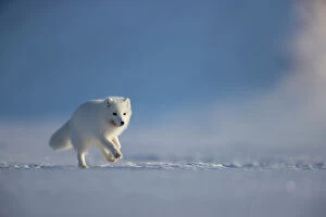 Alopex Lagopus Collection: Arctic fox (Alopex lagopus) in winter coat, running across snow, Svalbard, Norway. April