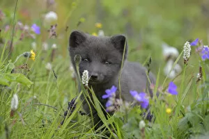 Alopex Lagopus Collection: Arctic fox cub (Alopex lagopus) portrait in grass with summer flowers, Hornvik
