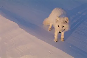 Arctic fox portrait {Vulpes lagopus} Ellesmere Northern territory, Canada Arctic fox portrait {Vulpes lagopus} Ellesmere Northern territory, Canada