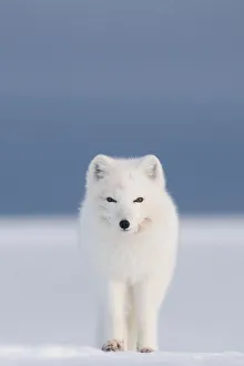 Arctic fox (Vulpes / Alopex lagopus) red faced from feeding on a whale carcass, 1002 Arctic fox (Vulpes / Alopex lagopus) red faced from feeding on a whale carcass, 1002