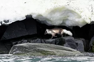 Alopex Lagopus Collection: Arctic fox (Vulpes lagopus) hunting along rocky shoreline under overhanging ice, Svalbard, Norway
