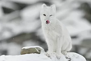 Alopex Lagopus Collection: Arctic fox (Vulpes lagopus), juvenile licking lips, winter pelage. Dovrefjell National Park, Norway