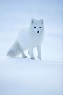 Alopex Lagopus Collection: Arctic Fox (Vulpes lagopus) portrait in winter coat, Svalbard, Norway, April