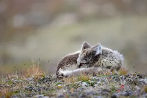 Alopex Lagopus Collection: Arctic fox (Vulpes lagopus) resting in grass, Isfjorden, Svalbard, Norway, July