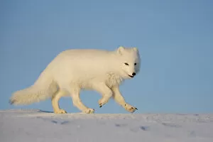 Alopex Lagopus Collection: Arctic fox (Vulpes lagopus) running across snow, Taymyr Peninsula, Siberia, Russia