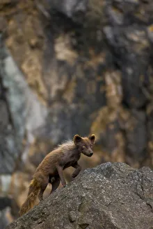 Arctic Fox (Vulpes lagopus semenovi), in dark summer pelage, patrolling cliffside Arctic Fox (Vulpes lagopus semenovi), in dark summer pelage, patrolling cliffside
