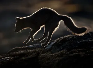 Arctic fox (Vulpes lagopus) silhouetted while jumping, Disko Bay, Greenland, August 2009 Arctic fox (Vulpes lagopus) silhouetted while jumping, Disko Bay, Greenland, August 2009