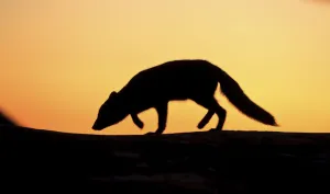 Arctic fox (Vulpes lagopus) silhouetted at sunset, Greenland, August 2009 Arctic fox (Vulpes lagopus) silhouetted at sunset, Greenland, August 2009