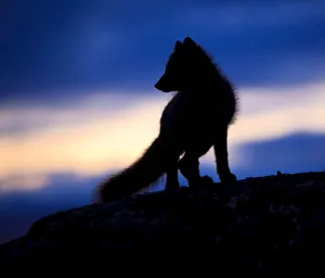 Arctic fox (Vulpes lagopus) silhouetted at twilight, Greenland, August 2009 Arctic fox (Vulpes lagopus) silhouetted at twilight, Greenland, August 2009
