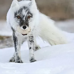 Alopex Lagopus Collection: Arctic fox (Vulpes lagopus) with Snow goose egg in mouth, mid moult from winter to summer fur