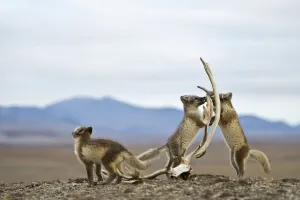 Arctic foxes (Vulpes lagopus) juveniles playing, in summer coat, Wrangel Island, Far Eastern Russia Arctic foxes (Vulpes lagopus) juveniles playing, in summer coat, Wrangel Island, Far Eastern Russia