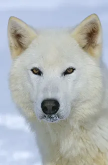 Arctic Grey wolf {Canis lupus} captive, USA Arctic Grey wolf {Canis lupus} captive, USA