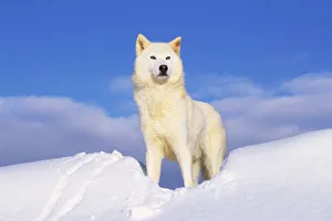 Arctic Grey wolf in snow {Canis lupus} captive, Idaho, USA Arctic Grey wolf in snow {Canis lupus} captive, Idaho, USA