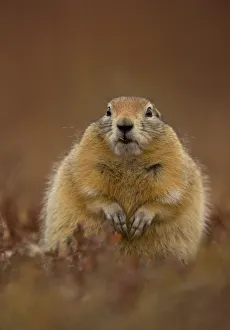 Arctic ground squirrel (Spermophilus parryii) portrait, Denali National Park, Alaska Arctic ground squirrel (Spermophilus parryii) portrait, Denali National Park, Alaska