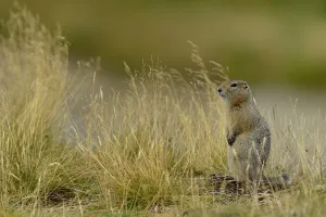 North american wildlife/arctic ground squirrel spermophilus parryii North american wildlife/arctic ground squirrel spermophilus parryii