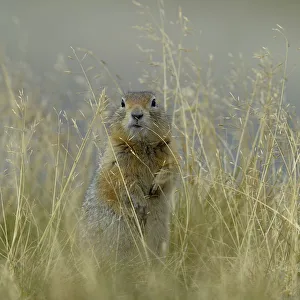 Arctic ground squirrel (Spermophilus parryii) Katmai National Park, Alaska, USA, August Arctic ground squirrel (Spermophilus parryii) Katmai National Park, Alaska, USA, August